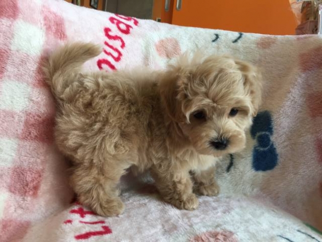 ミックス（マルプー）