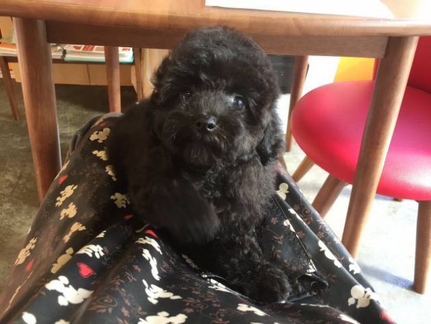 トイ・プードル（タイニー）