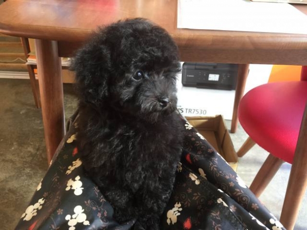 トイ・プードル（タイニー）