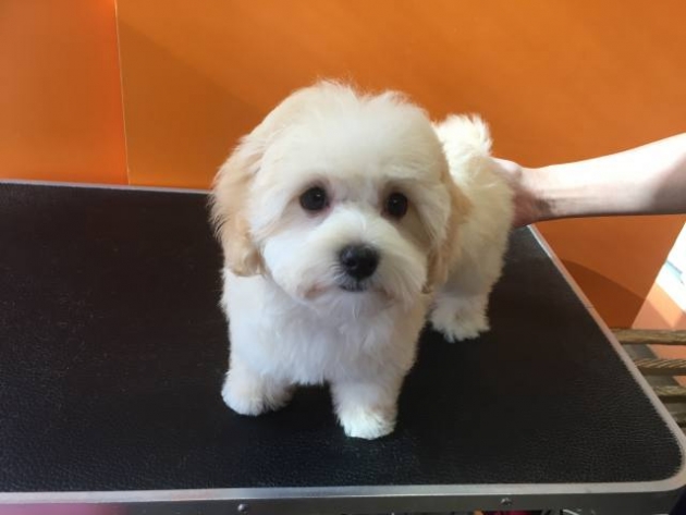 ミックス（マルプー）