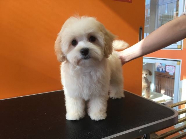 ミックス（マルプー）