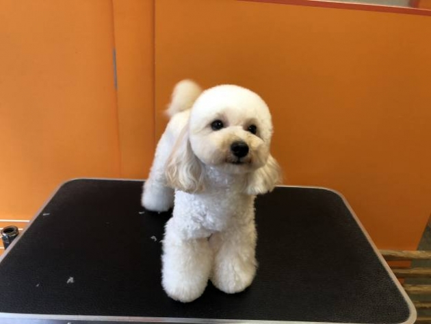 トイ・プードル（タイニー）
