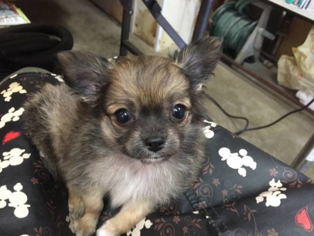 ロングコート　チワワ