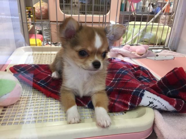 ロングコート　チワワ