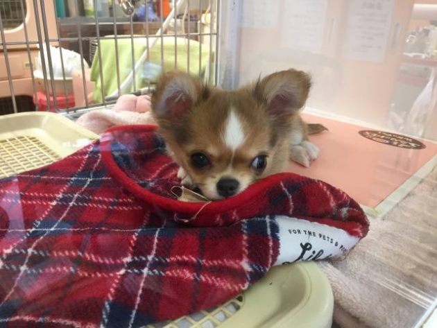 ロングコート　チワワ