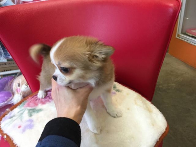 ロングコート　チワワ（動画有）