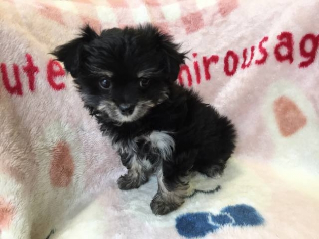 ミックス（チワプー）