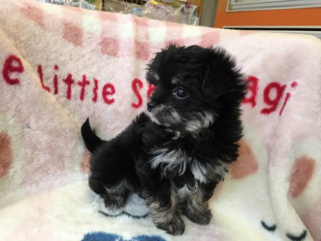 ミックス（チワプー）