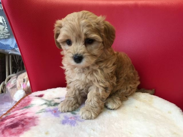 ミックス（マルプー）