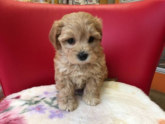 ミックス（マルプー）