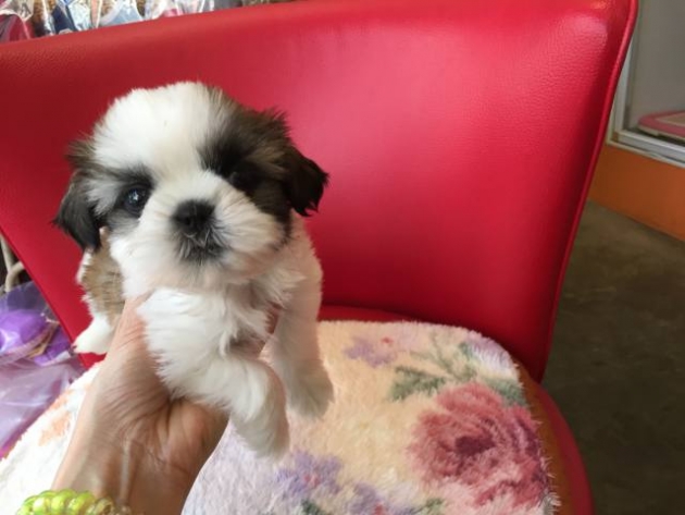 シーズー（ミニミニサイズ）動画有