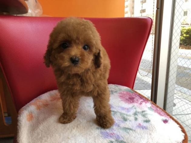 トイ・プードル（小タイニー）