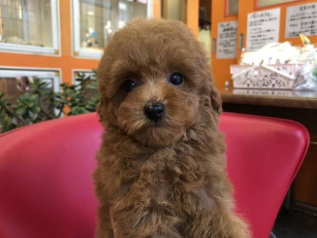 トイ・プードル（小タイニー）