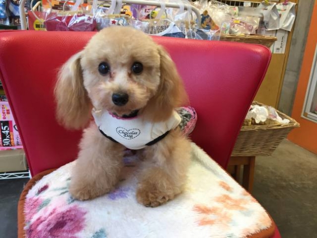 ティーカップ・プードル