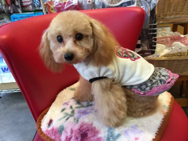 ティーカップ・プードル