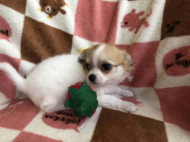 ロングコート　チワワ