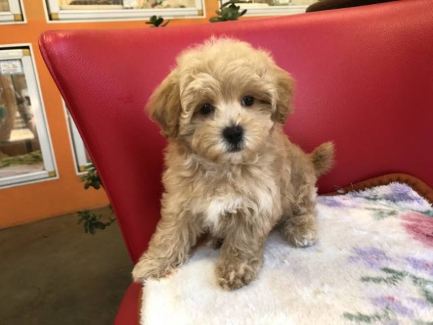 ミックス（マルプー）