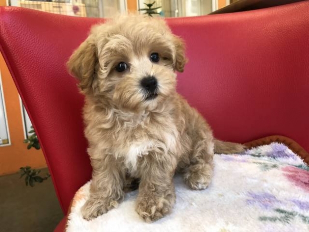 ミックス（マルプー）