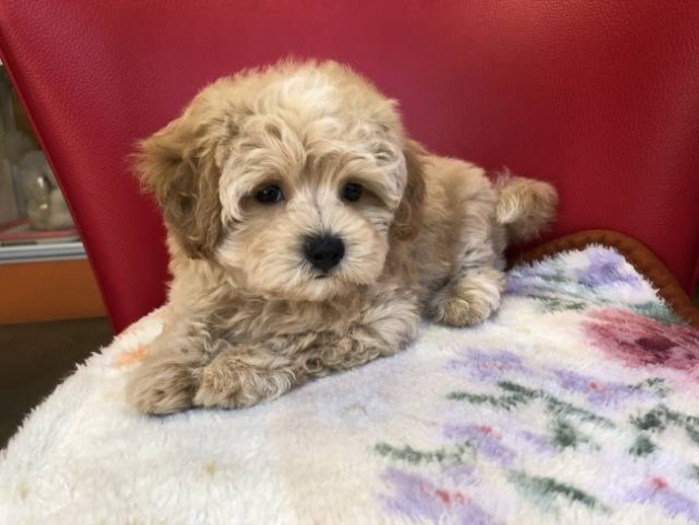 ミックス（マルプー）