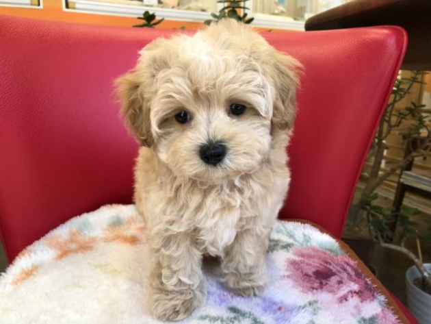 ミックス（マルプー）