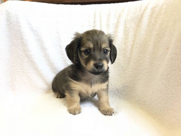 ミニチュア・ダックスフンド（カニンヘンサイズ）