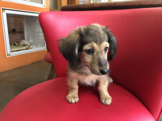 ミニチュア・ダックスフンド（カニンヘンサイズ）