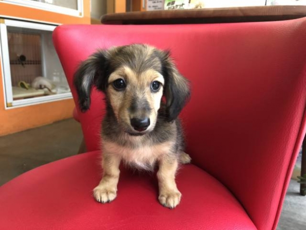 ミニチュア・ダックスフンド（カニンヘンサイズ）