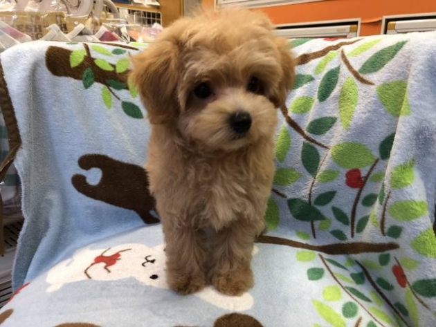 ミックス（マルプー）