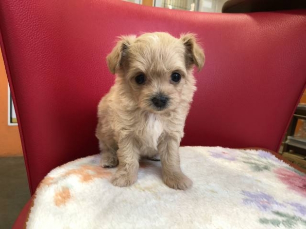 ミックス（チワプー）