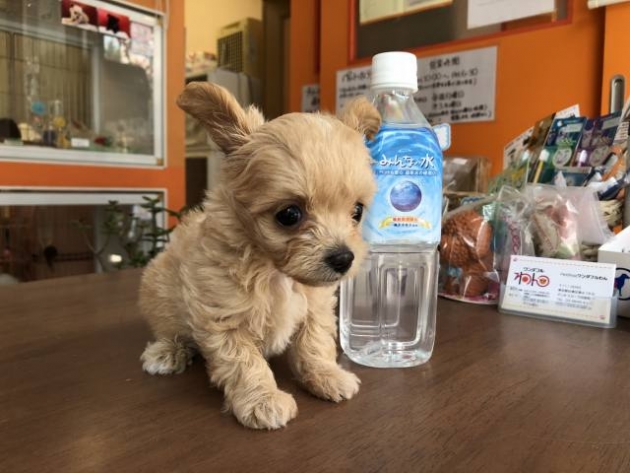 ミックス（チワプー）