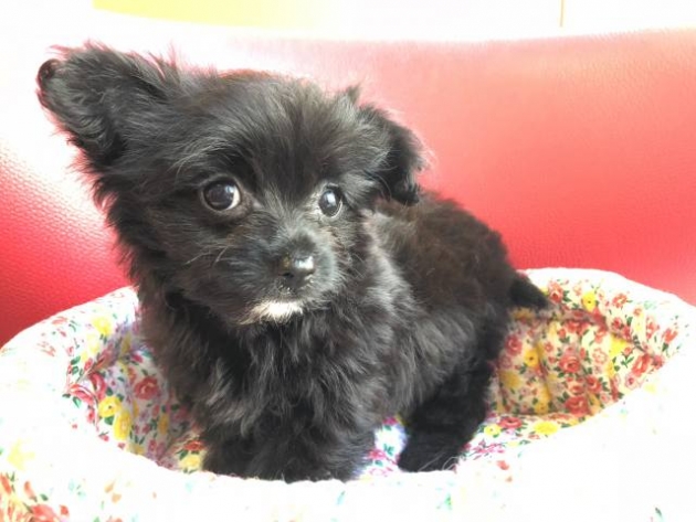 ミックス（チワプー）