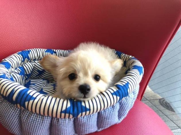 ミックス（チワプー）