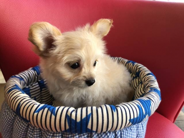 ミックス（チワプー）