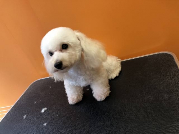 トイ・プードル（タイニー）