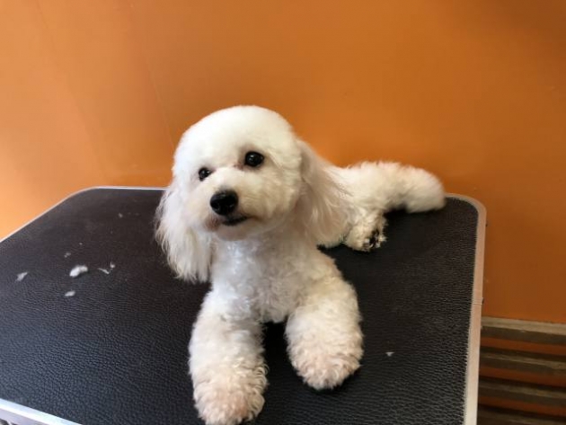 トイ・プードル（タイニー）