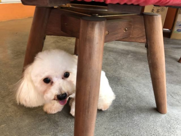 ティーカップ・プードル