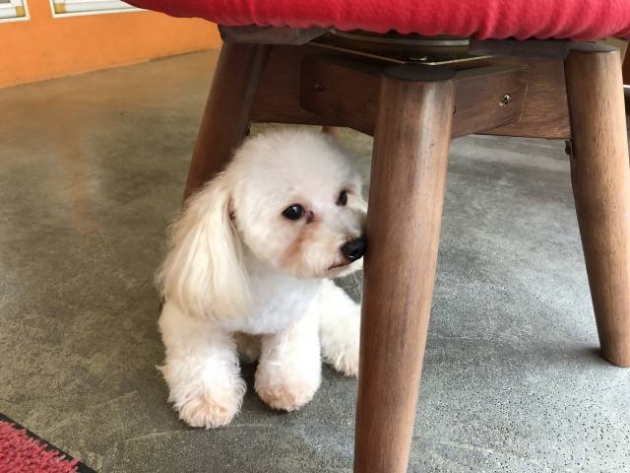 ティーカップ・プードル