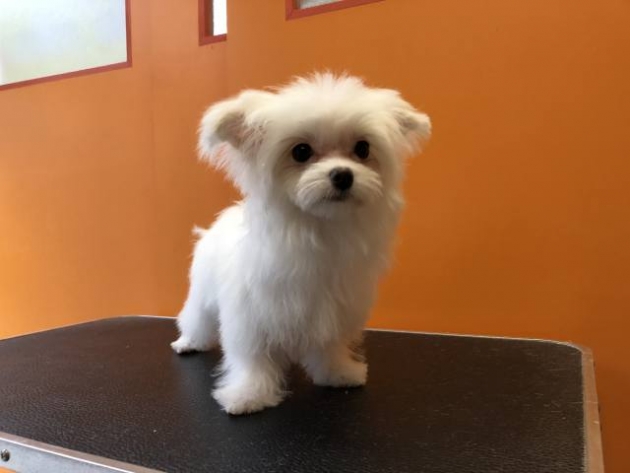 ミックス（マルチ）