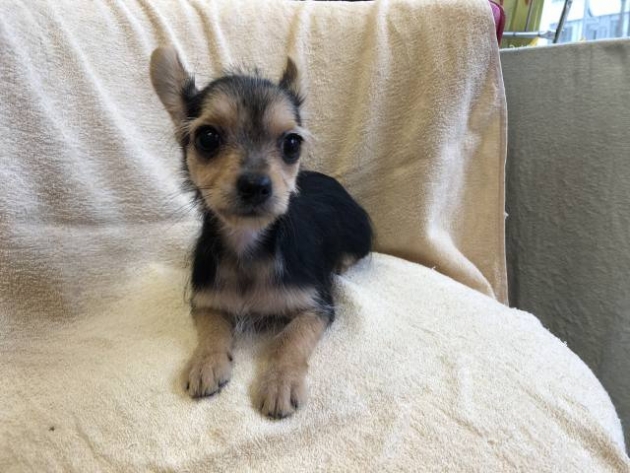 ミックス（ヨーチワ）