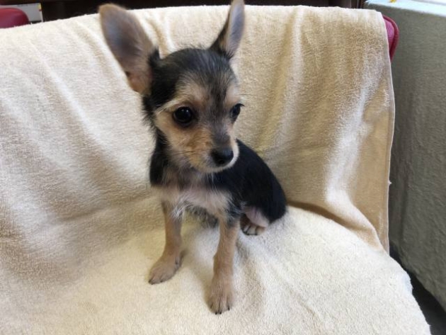 ミックス（ヨーチワ）