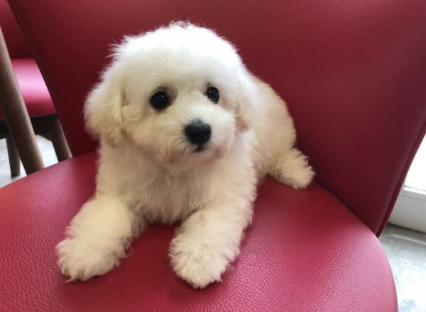 今いるワンちゃん カテゴリー 浅草のペットショップ ワンダフルわん Page 8