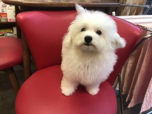 ミックス（ビションプー）