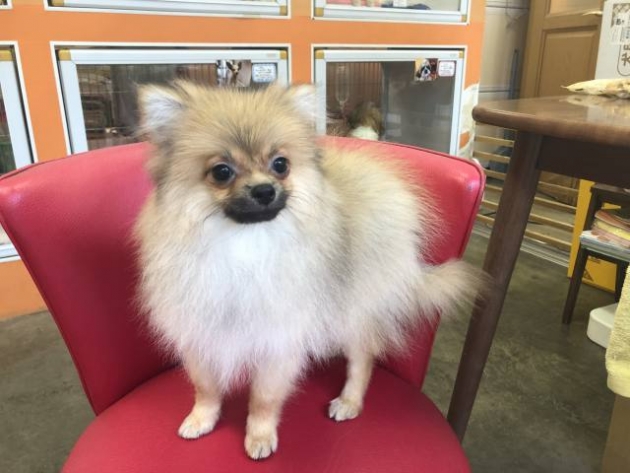 ポメラニアン