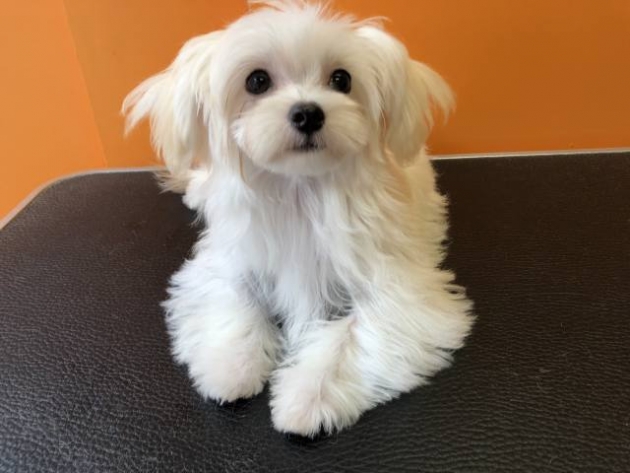 ミックス（マルチ）