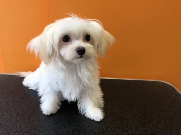 ミックス（マルチ）