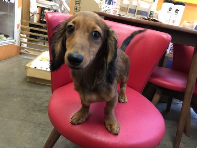 ミニチュア・ダックスフンド