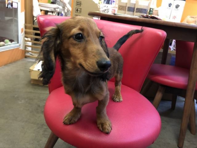 ミニチュア・ダックスフンド