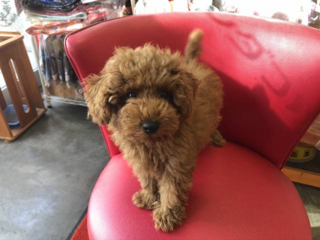 トイ・プードル