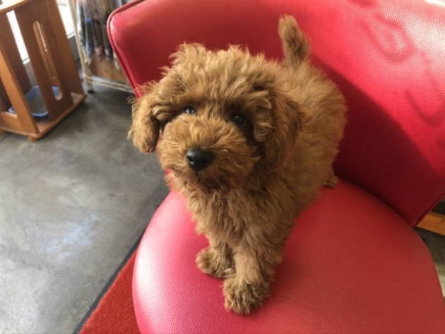 トイ・プードル