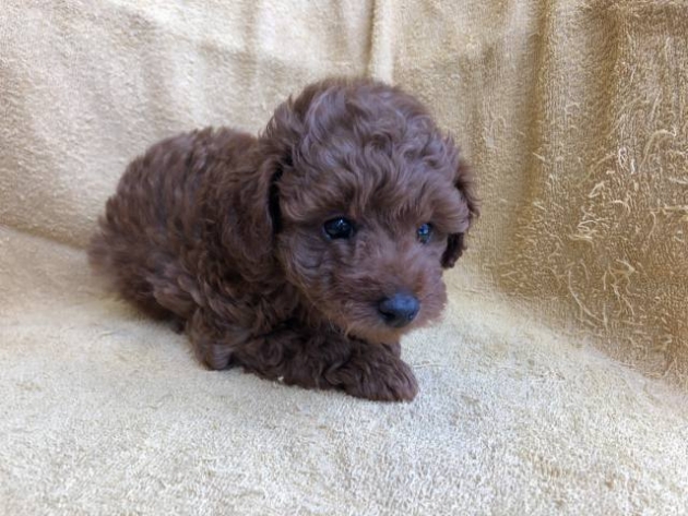 トイ・プードル